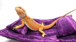 Chaise Lounge For Bearded Dragons, Purple Sawgrass Fabric -Safavieh Furnitue Shop 41Lb70wzoHL