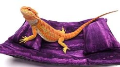Chaise Lounge For Bearded Dragons, Purple Sawgrass Fabric -Safavieh Furnitue Shop 41SSpvqj11L