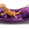 Chaise Lounge For Bearded Dragons, Purple Sawgrass Fabric